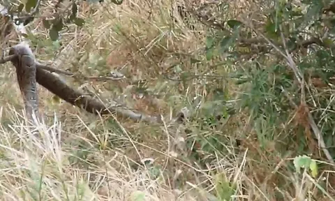 CLIP: Lửng mật hạ gục trăn khổng lồ trong cuộc chiến sinh tử