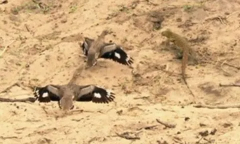 CLIP: Cặp chim dikkop dũng cảm hợp sức đánh đuổi thằn lằn bảo vệ tổ trứng