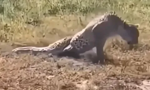 CLIP: Báo hoa mai bị liệt 2 chân sau khi bị sư tử tấn công