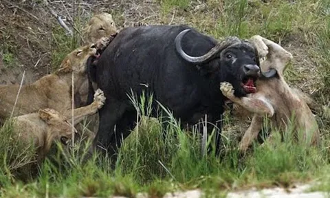 CLIP: Trâu rừng dũng mãnh húc thủng ngực sư tử, thoát chết ngoạn mục