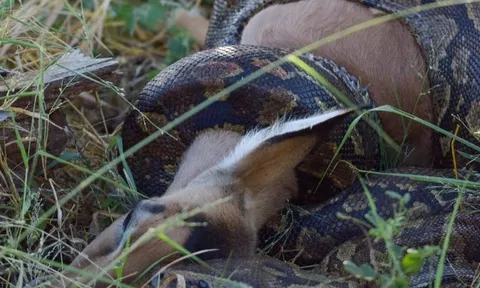 CLIP: Trăn đá khổng lồ nuốt chửng linh dương