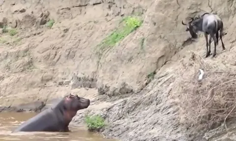 CLIP: Linh dương đầu bò thoát chết trong gang tấc vì bị hà mã mẹ hiểu lầm