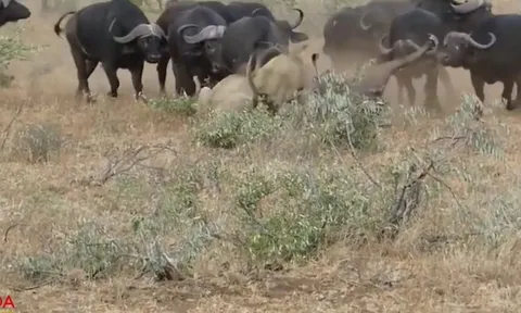 CLIP: Trâu rừng phản công ngoạn mục, sư tử hoảng sợ tháo chạy