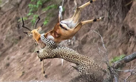 CLIP: Báo hoa mai tung 'tuyệt kỹ khinh công' xuất sắc, đoạt mạng linh dương trong một nốt nhạc