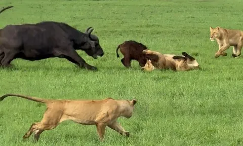 CLIP: 'Đoàn quân' trâu rừng cùng nhau 'đánh hội đồng' sư tử, giải cứu đồng loại ngoạn mục