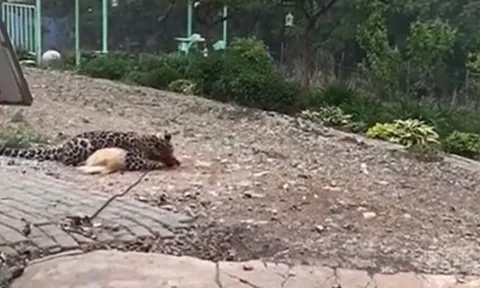 CLIP: Giữa ban ngày, báo hoa mai lẻn vào nhà dân săn chó nhà rồi ăn thịt tại chỗ