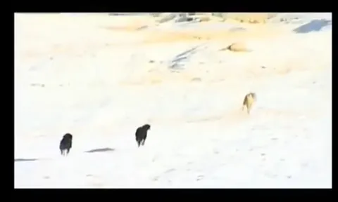 CLIP: Chó sói sa lưới nhận kết cục bi thảm dưới móng vuốt bầy chó săn