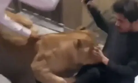 CLIP: Nuôi sư tử làm thú cưng, chàng trai bị chúa sơn lâm cắn xé và màn giải cứu của chủ nhà khiến người xem 'thót tim'
