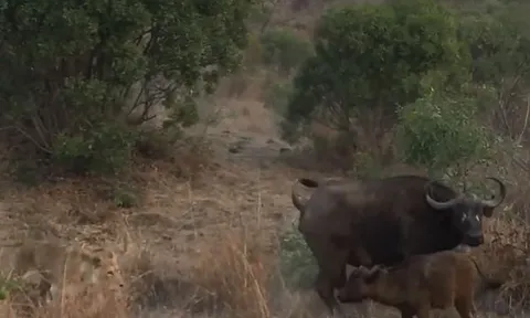 CLIP: Trâu rừng 'đơn thương độc mã' ác chiến với cả bầy sư tử để bảo vệ con