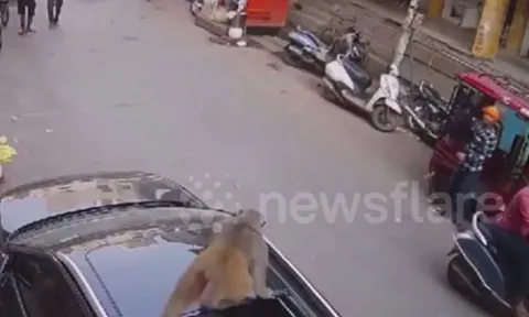 CLIP: Khỉ hoang rơi từ trên cao xuống, làm vỡ cửa sổ trời ô tô và màn thoát thân như chưa có chuyện gì xảy ra