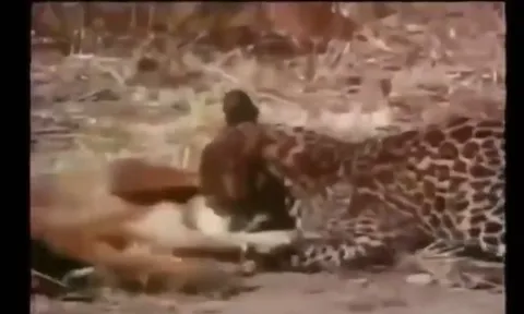 CLIP: Cái kết đẫm máu cho kẻ cả gan thách thức “báo vương”