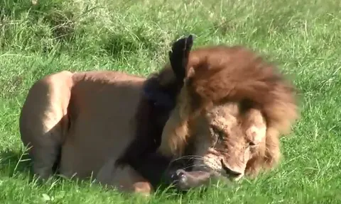 CLIP: Sư tử đực đoạt mạng trâu rừng con giữa vùng đồng cỏ