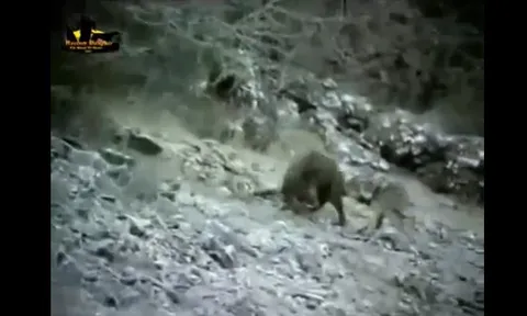 CLIP: Lợn rừng đơn độc quyết chiến 4 con chó sói và cái kết đau lòng