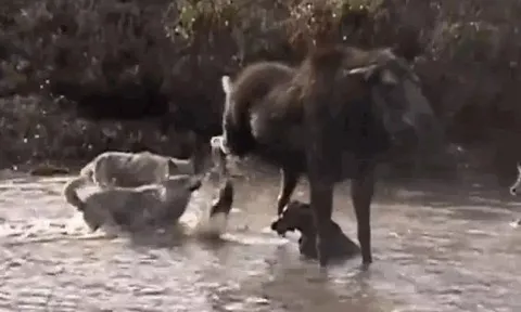 CLIP: Nai sừng tấm mẹ dũng cảm tử chiến bầy sói để bảo vệ con nhỏ và cái kết đầy xúc động