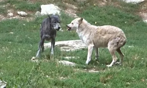 CLIP: Sói Omega bị chính đồng loại tấn công trong lúc tìm kiếm thức ăn