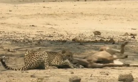 CLIP: Báo săn tung đòn sấm sét, hạ gục linh dương Kudu trong tích tắc