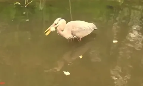 CLIP: Diệc xanh thông minh dùng bánh mì làm mồi nhử, khiến người xem trầm trồ