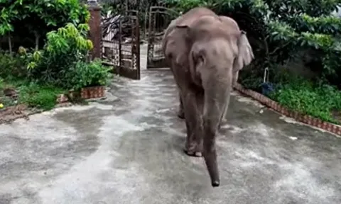 CLIP: Kinh hoàng khoảnh khắc voi rừng phá cổng sắt xông vào nhà dân... ăn cơm