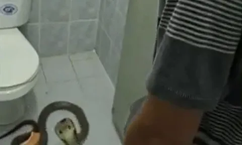 CLIP: Kinh hãi trước cảnh rắn hổ mang ẩn nấp trong nhà tắm và màn thu phục khiến người xem 'thót tim'
