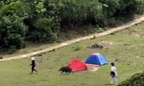 CLIP: 'Cười ra nước mắt' trước cảnh lợn rừng truy đuổi du khách để cướp ba lô giữa ban ngày