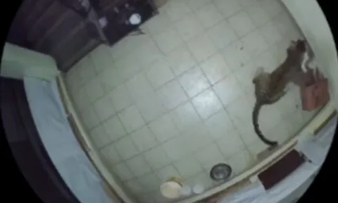 CLIP: Nửa đêm, báo hoa mai lẻn vào nhà dân bắt trộm chó nhà rồi tha đi