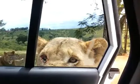 CLIP: Hoảng hồn trước màn mở cửa xe ô tô bằng răng của sư tử và cái kết gay cấn