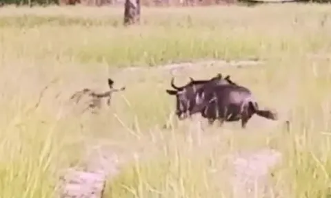 CLIP: Linh dương đầu bò liều mình chiến đấu với báo hoa mai để cứu con và kết cục đau lòng