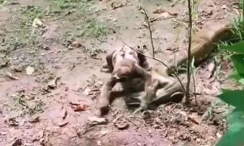 CLIP: Bị con lười 'đè đầu cưỡi cổ', trăn anaconda có màn ứng xử khiến nhiều người 'sốc'