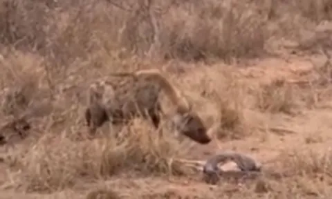 CLIP: Vừa săn được linh dương, trăn đá phải trơ mắt nhìn linh cẩu cướp mồi