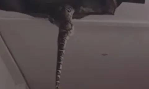 CLIP: Nghe tiếng động lạ trên trần nhà, kiểm tra thì phát hiện 2 con trăn 'khủng' và màn thu phục khiến người xem 'thót tim'