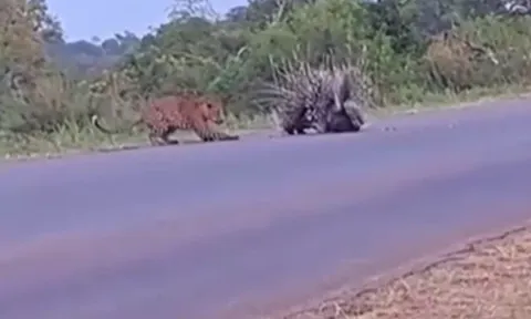 CLIP: Cảm động trước khoảnh khắc nhím bố mẹ lấy thân mình bảo vệ con non không cho báo hoa mai tấn công