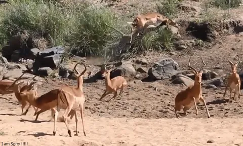 CLIP: Báo hoa mai ẩn thân tuyệt đỉnh, ra đòn nhanh như chớp đoạt mạng linh dương Impala