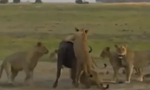 CLIP: 8 con sư tử hạ sát trâu rừng mang thai rồi chia nhau mukbang