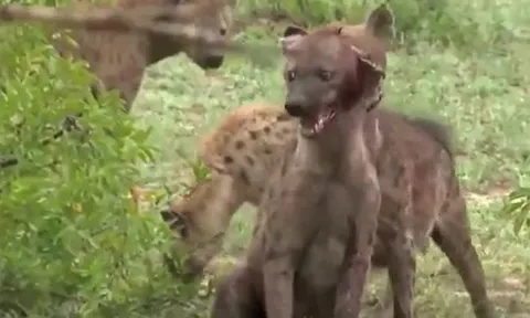 CLIP: Xâm phạm lãnh thổ, linh cẩu bị đồng loại cắn nát tai và chân