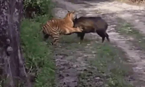 CLIP: Bị hổ ngoạm chặt cổ, lợn rừng vùng dậy phản đòn và cái kết