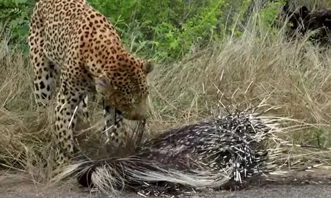 CLIP: 'Đói quá hóa liều', báo hoa mai cố gắng ăn thịt nhím bất chấp việc bị lông con mồi đâm khắp người
