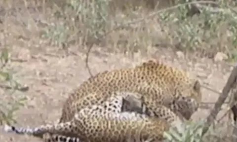 CLIP: Tranh giành lãnh thổ, báo hoa mai bị đồng loại cắn vỡ sọ, nằm hấp hối sau trận tử chiến