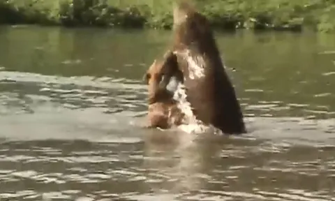 CLIP: Pitbull gan lì đơn độc đối đầu cả đàn chuột lang, ai mới là kẻ thống trị?