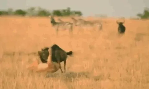 CLIP: Đi săn linh dương đầu bò, sư tử từ kẻ đi săn biến thành con mồi