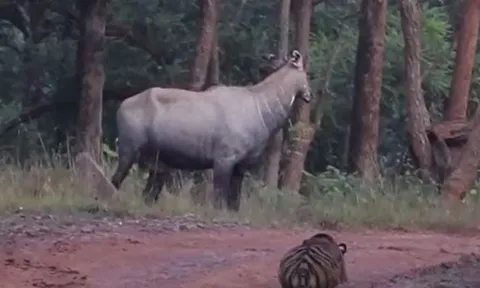 CLIP: 'Chơi trò trốn tìm' với linh dương bò lam, hổ Bengal nhận cái kết 'muối mặt'