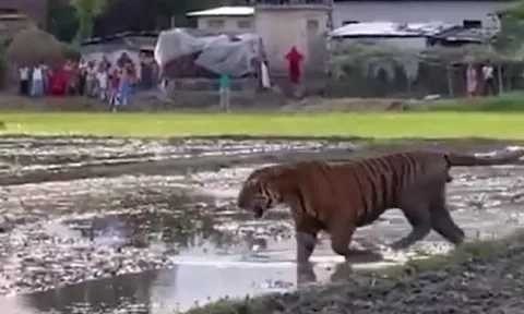 CLIP: Hổ dữ đi vào làng, người dân hiếu kỳ kéo nhau ra xem và cái kết