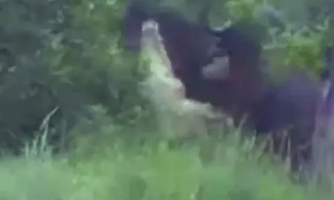 CLIP: Cá sấu khổng lồ lĩnh hậu quả khi liều lĩnh tấn công trâu rừng