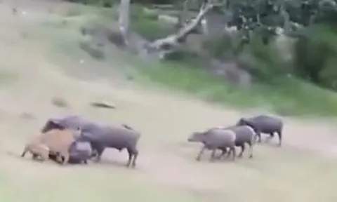 CLIP: Vừa hạ gục được trâu rừng, hổ dữ bị đồng loại của con mồi tấn công ngược và cái kết khó tin