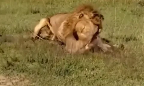 CLIP: Ớn lạnh trước khoảnh khắc sư tử đực cắn chết sư tử cái rồi kéo đi