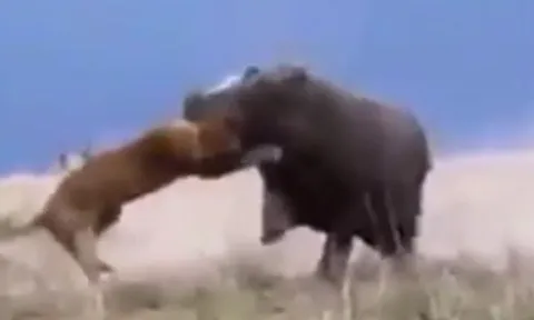 CLIP: Trêu chọc hà mã đang nghỉ ngơi, sư tử suýt trả giá bằng tính mạng