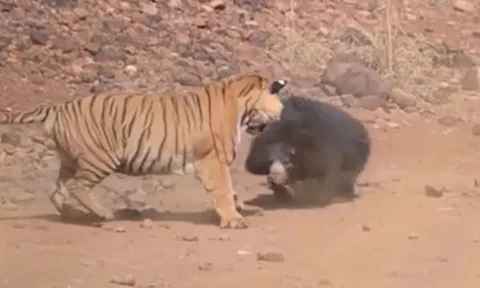 CLIP: Gấu lợn dũng cảm chiến đấu với hổ dữ để bảo vệ con non