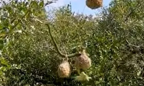 CLIP: Mò lên tổ chim thợ dệt kiếm ăn, rắn lục boomslang nhận ngay 'quả báo' nhưng cái kết mới bất ngờ