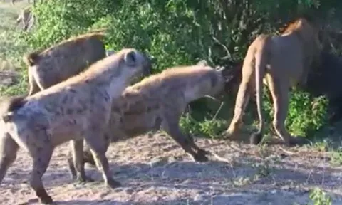 CLIP: Vừa săn được trâu rừng, sư tử chưa kịp thưởng thức đã bị đàn linh cẩu tới tranh công và cái kết