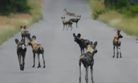 CLIP: Bị bầy chó hoang chặn đường truy bắt, linh dương vẫn đủ sức biến kẻ đi săn thành 'trò hề'