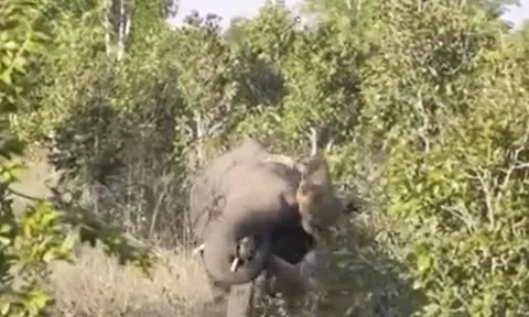 CLIP: Đi săn voi chưa trưởng thành, sư tử nhận cái kết 'muối mặt'